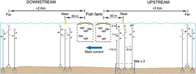 Connectivity Patterns for Direct Developing Invertebrates in Fragmented Marine Habitats: Fish Farms Fouling as Source Population in the Establishment and Maintenance of Local Metapopulations